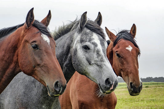 Atemwegsprobleme beim Pferd – verhindern Sie eine chronische Erkrankung