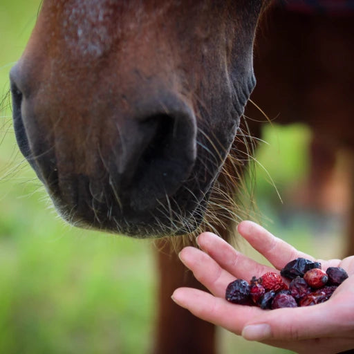Stiefel - Hagebutte ganze Früchte
