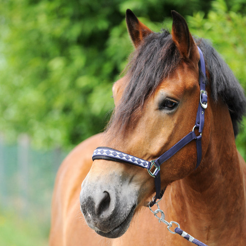 Kavalkade - Halfter "Kaltblut Classic"