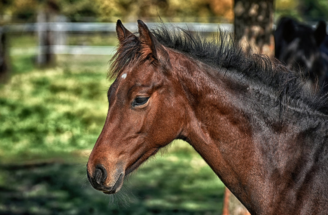 Vitamine und Mineralstoffe – unverzichtbar für Pferde