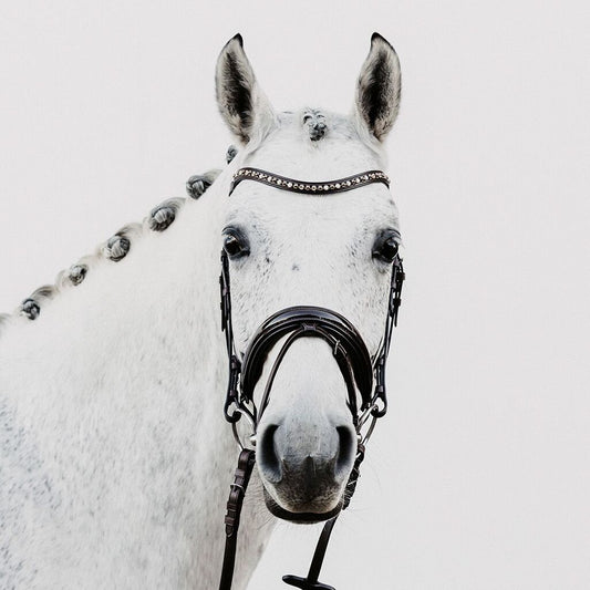 Döbert Trensenzaum Mainz